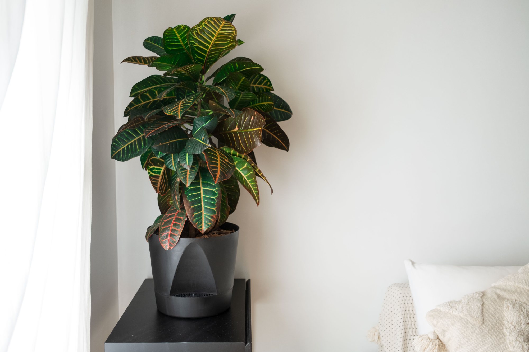 Maceta Cuenca negra con un croton, sobre una mesa junto a la ventana